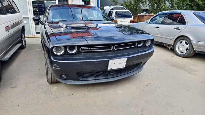   . Dodge Challenger Carjulia, Dodge Challenger, ,  ,  
