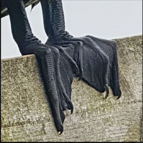 Всё в порядке, просто ноги дракона:)