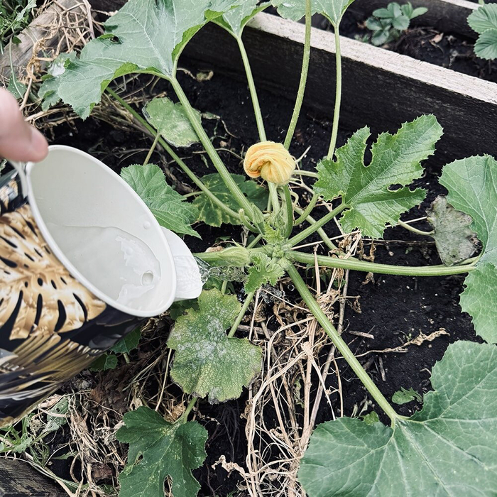 ��������� �������� ������������ ������ ����� - ������ �������� ������ � ���� ��� ����������� ���������.