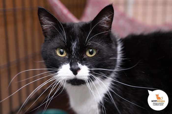 Кот Усатый – 5 лет, найден в подъезде жилого дома. Диагностирован ВИК. Пристраивается единственным котиком или в семью с кошками-носителями ВИК. Обращаем внимание: ВИК не опасен для человека и животных других видов и не передается им.