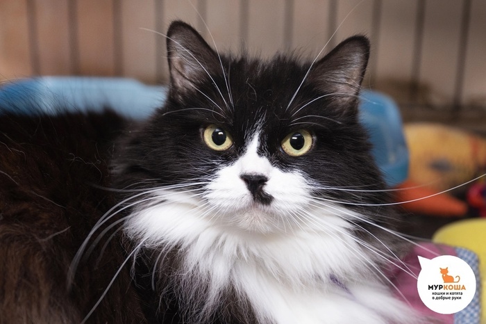 Кошка Мулан – 9 лет, домашняя.