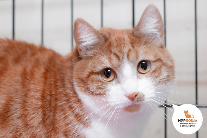 Кошка Милоуз – 1 год, найдена на улице.