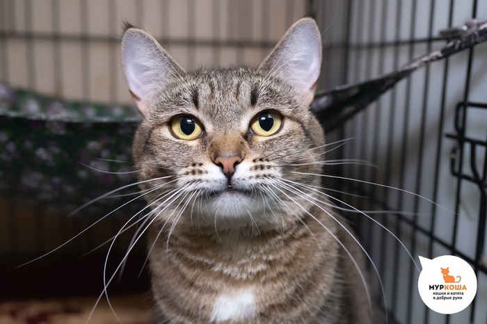 Кошка Имба – 3 года, найдена на улице.