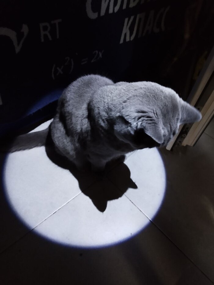 Ночь кухня фонарь кот