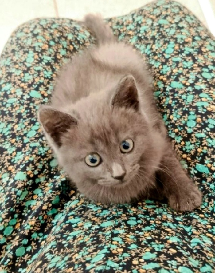 Брошенный котёнок. С больной лапкой. Находится в Липецкой области