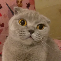 lisnyak