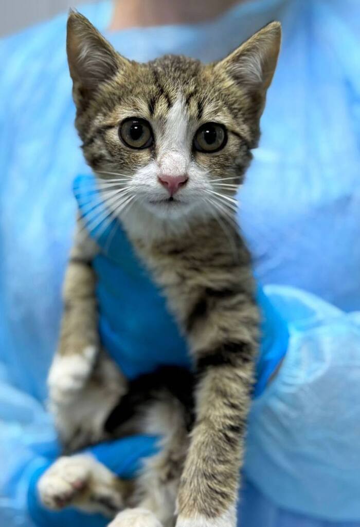 Котёнок Сулейман срочно ищет дом!