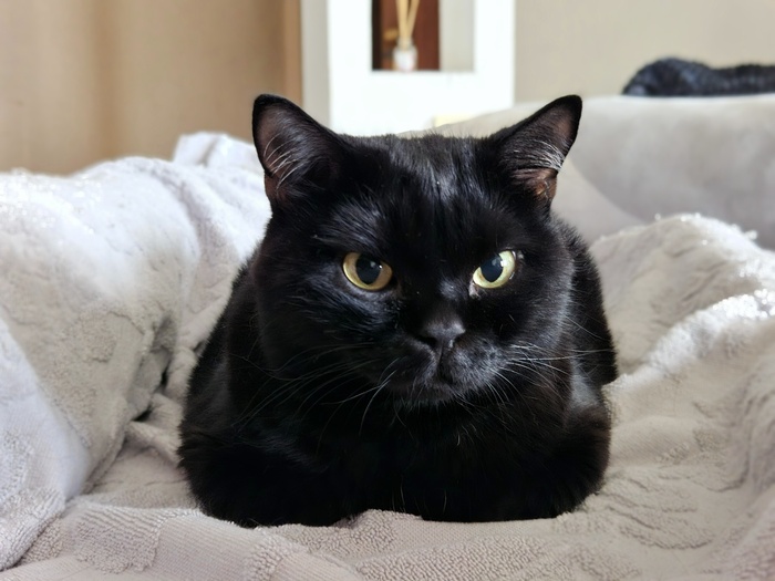 Злюка черная