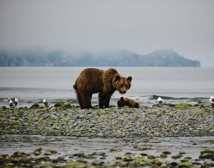 Медведица с малышом