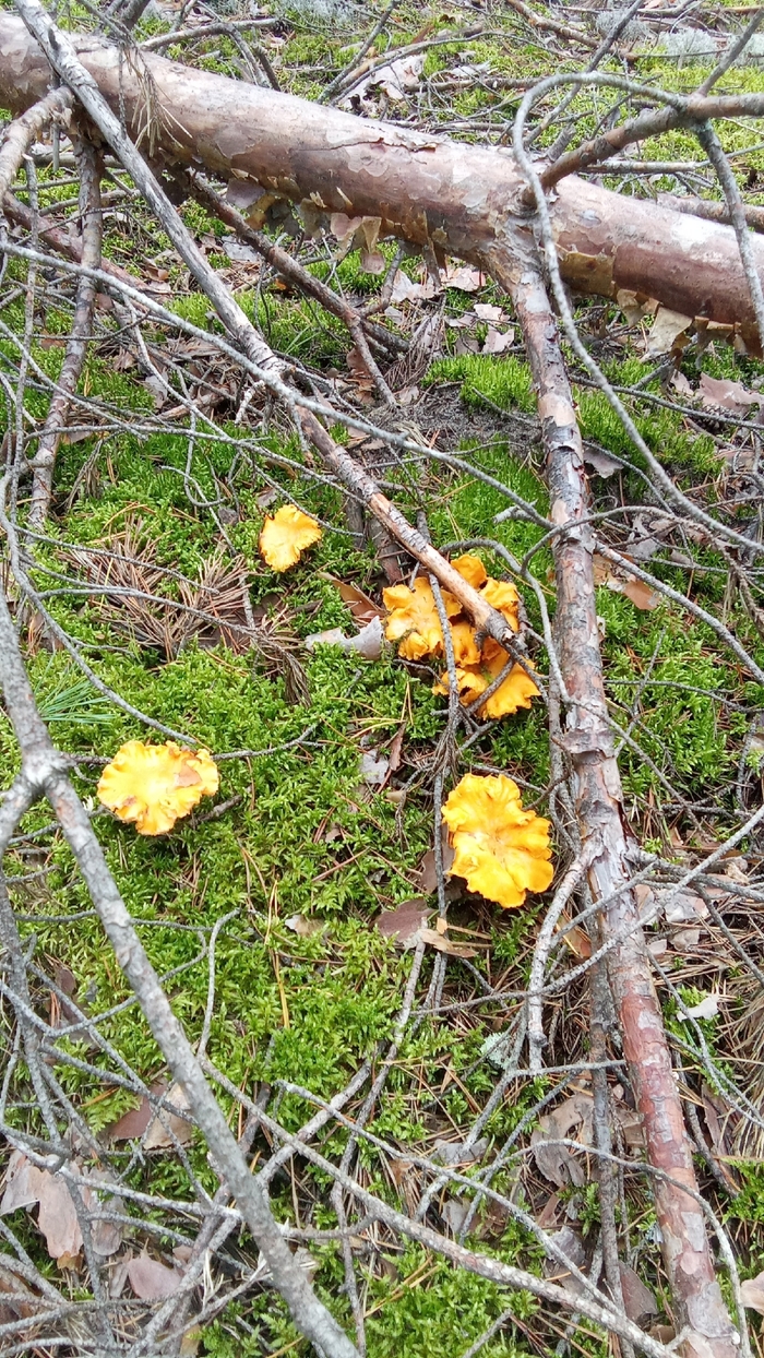 И лисички, но без спичек)