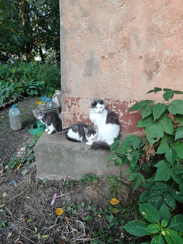          ,  , , ,  , ,  , ,  