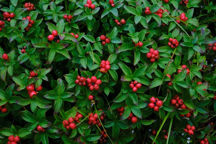 Северный ковер