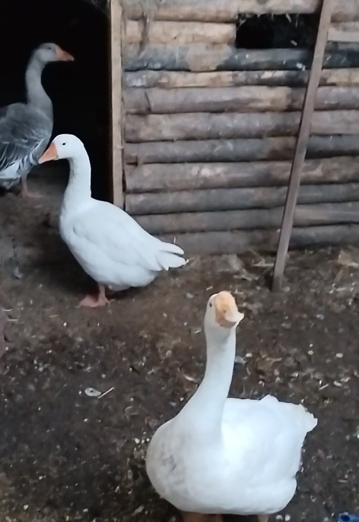    .      .     ,   ,       .