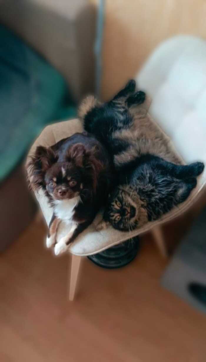 Беспредельщики