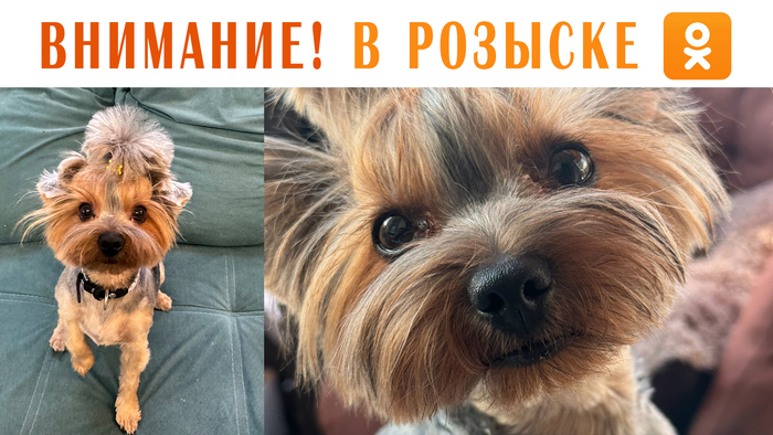 Йоркширский терьер пропал в Ивантеевке