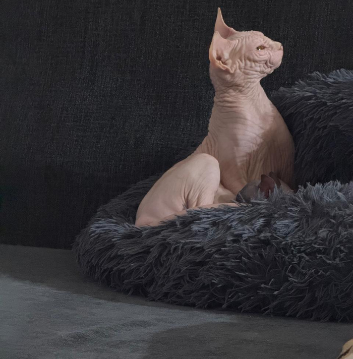 Они потеют и могут загорать