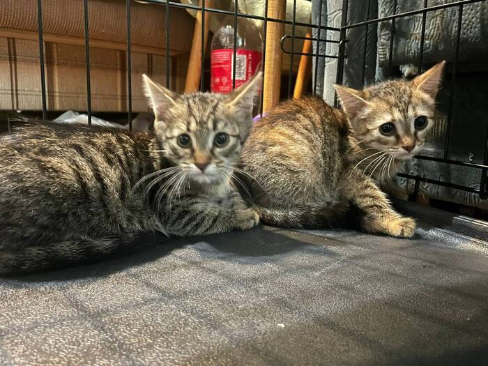 Котята из домов под реновацию срочно ищут дом!