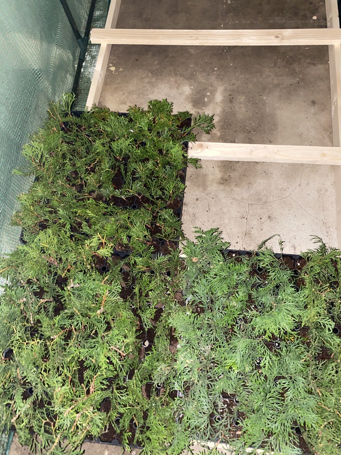 Тоже черенки