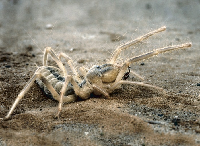 Сольпуга. Смерть, крадущаяся в тенях пустыни