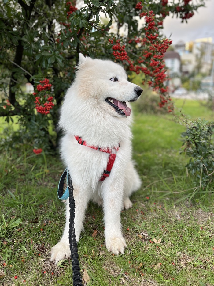 ���������� ����