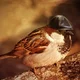   SparrowOfChange