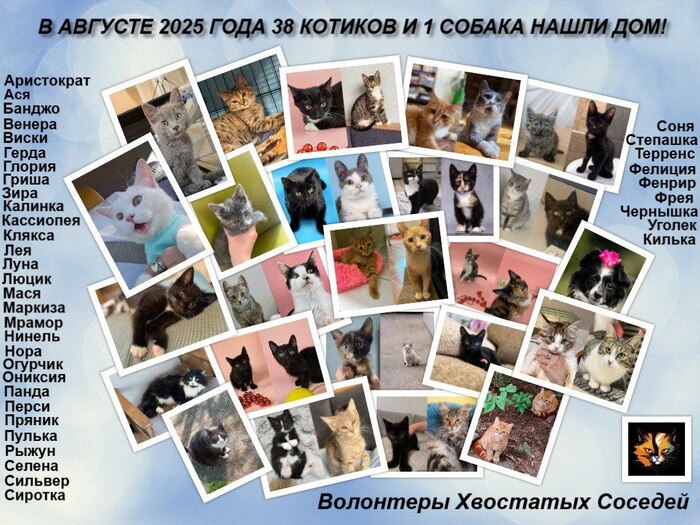 Хвостики, которые нашли дом в августе с нашей помощью