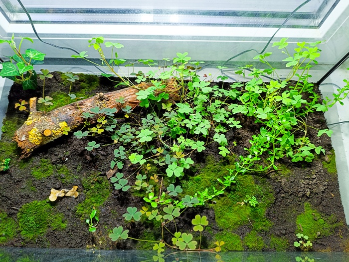 Тропический лес от начала до сегодняшнего дня Растения, Проект, Тропики, Лес, Длиннопост