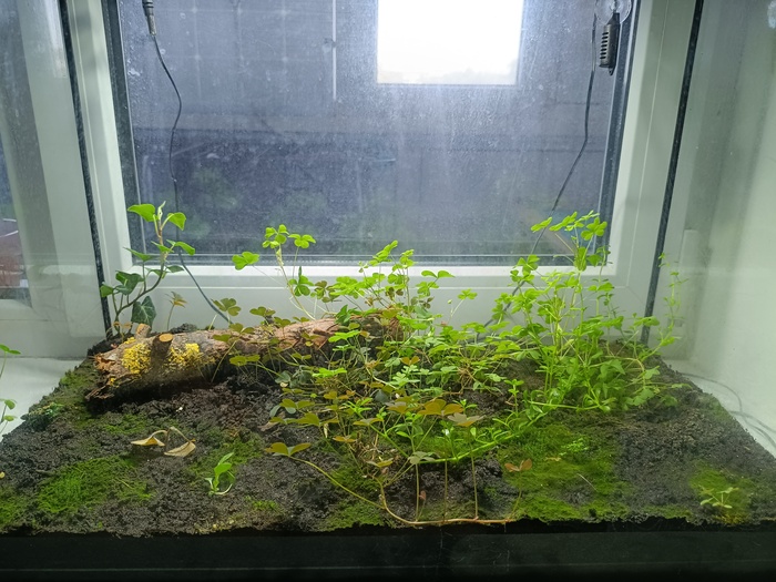 Тропический лес от начала до сегодняшнего дня Растения, Проект, Тропики, Лес, Длиннопост