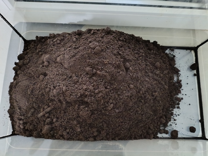 Тропический лес от начала до сегодняшнего дня Растения, Проект, Тропики, Лес, Длиннопост