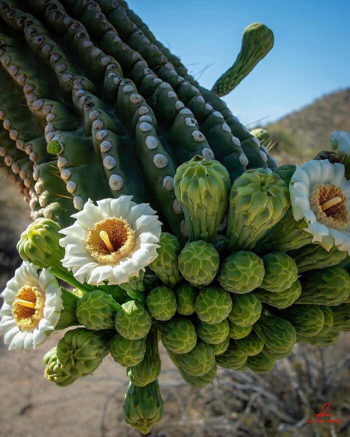 Цветущая карнегия