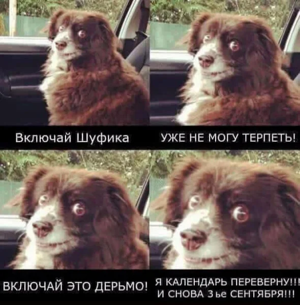 Врубай. Не могу уже терпеть - Михаил Шуфутинский, 3 сентября, Короткие видео, Картинки, Мемы, Видео, Бригада, Картинка с текстом
