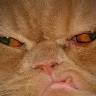     ...  (), ,   , ,  , -, , 