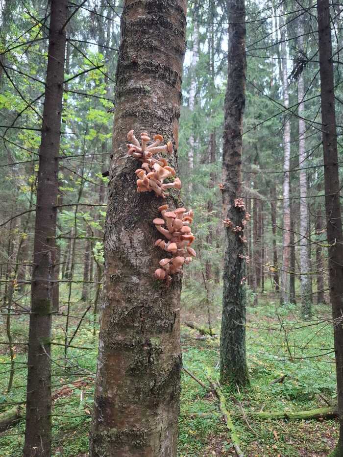 Тихая охота. Опята Грибы, Тихая охота, Отдых на природе, Опята, Своими руками, Грибники, Длиннопост