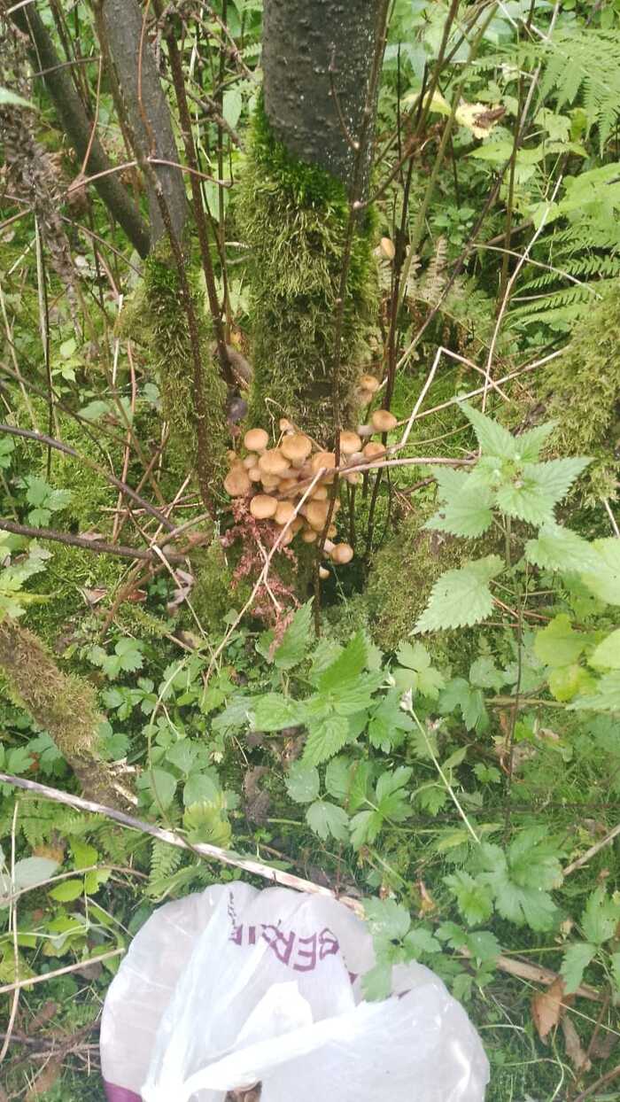 Тихая охота. Опята Грибы, Тихая охота, Отдых на природе, Опята, Своими руками, Грибники, Длиннопост