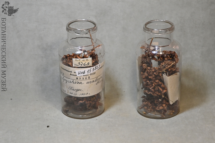Плоды солодки уральской. Из фондов Ботанического музея БИН РАН.