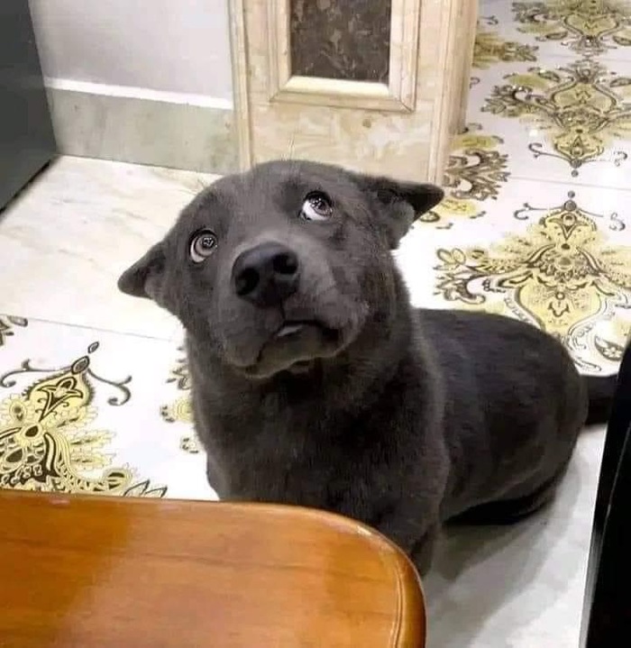ϸ , 