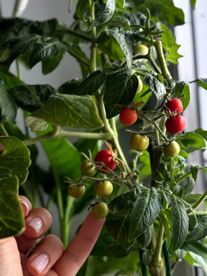 Помидорки балконного типа)