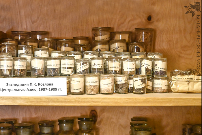 Сборы из Монголо-Сычуаньской экспедиции в Коллекции экономической ботаники Ботанического музея БИН РАН.