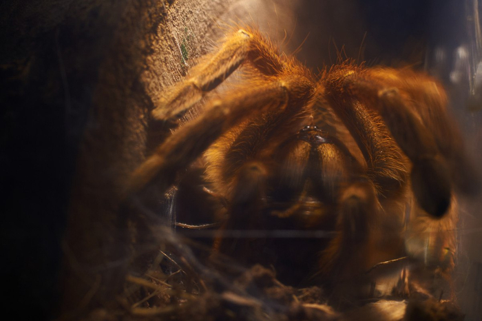   . Pterinochillus murinus , -, , ,   ,   , , 