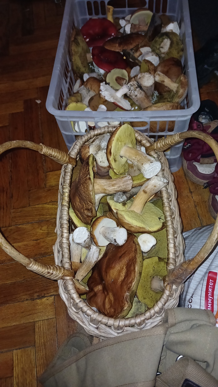 Еще одна вылазка Грибы, Боровик, Тихая охота, Лес, Длиннопост