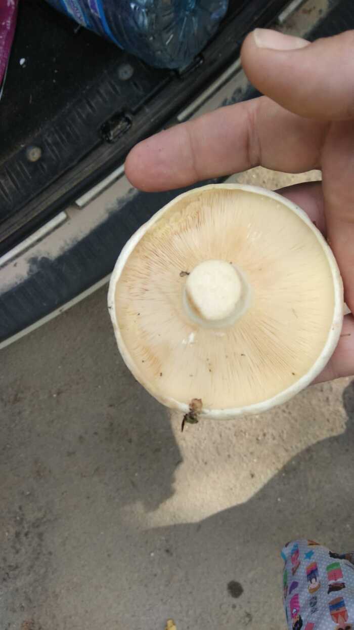 �����, �������, �� ������������( 