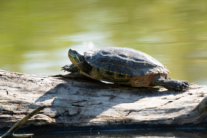   (. Trachemys scripta) ,  ,  , , ,  , Sony, , 