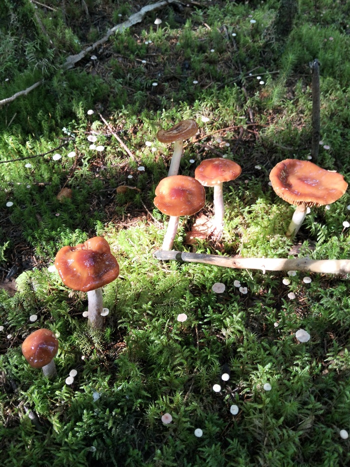 Киришский район Грибы, Тихая охота, Длиннопост