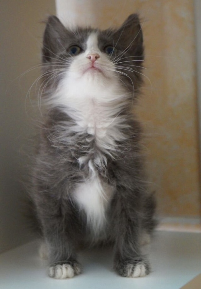 Подарите дом пушистому комочку.