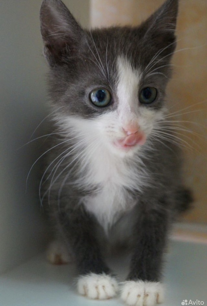 Ведь такому малышу не не место в клетке.