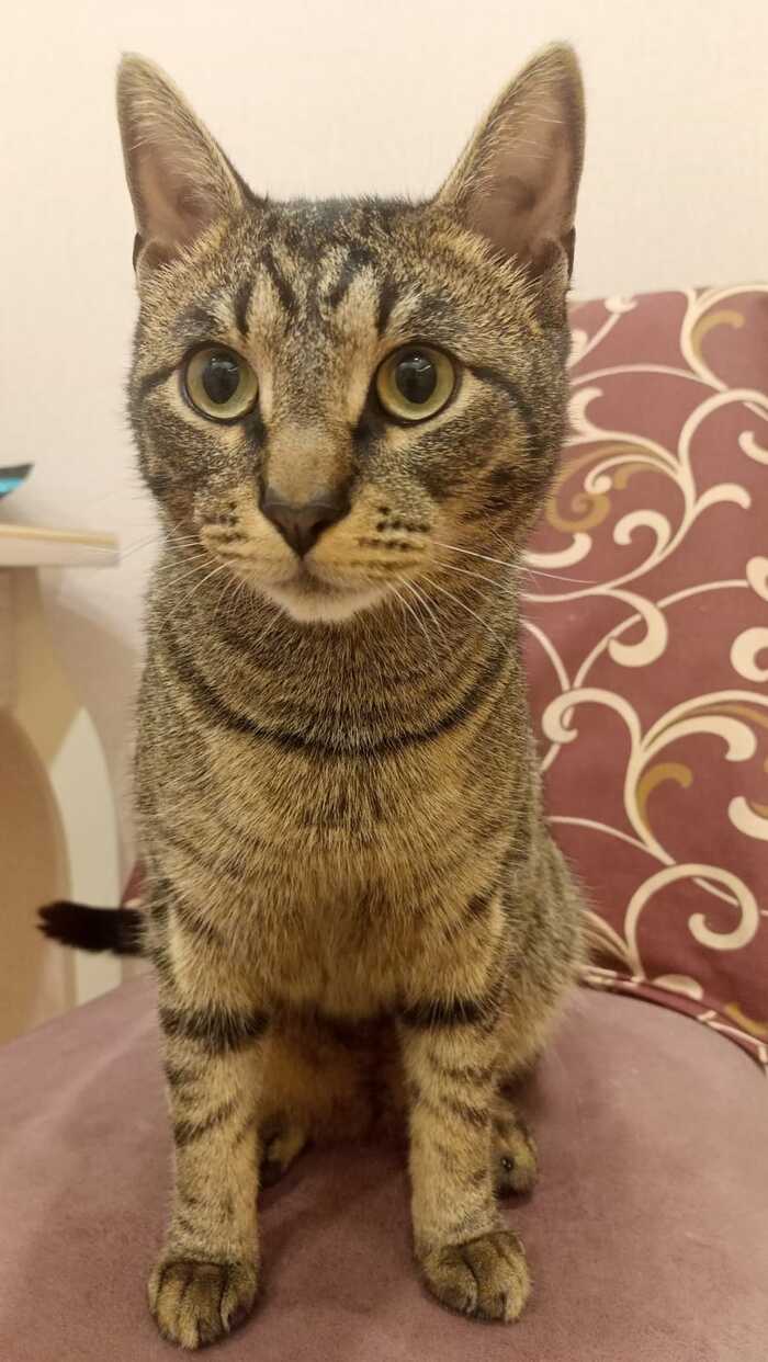 Как мы котов на работе спасали Кот, Ситуация, Истории из жизни, Воспоминания, Длиннопост