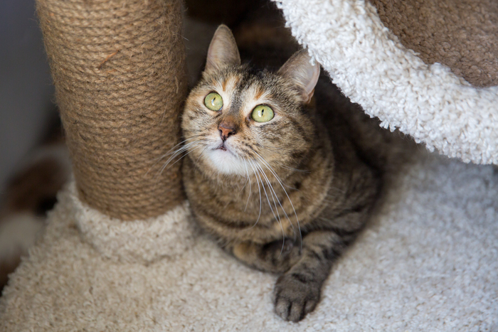 Котиков много, а живут дружно! Благотворительность, Кот, Бездомные животные, Приют, Котята, Длиннопост