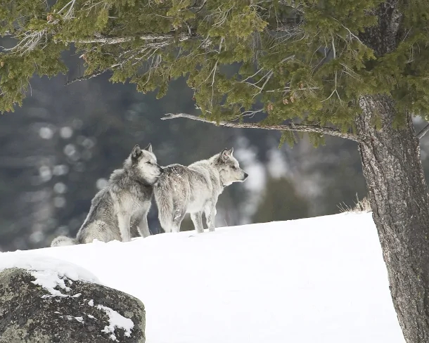Это оказалось последним снимком легендарной пары, Золушке и 21М тогда исполнилось по девять лет, что считается весьма почтенным возрастом для диких волков.