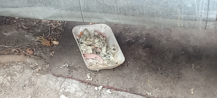 На этом контейнере видно, как мухи слетелись на эту гнилую вонючую гадость.