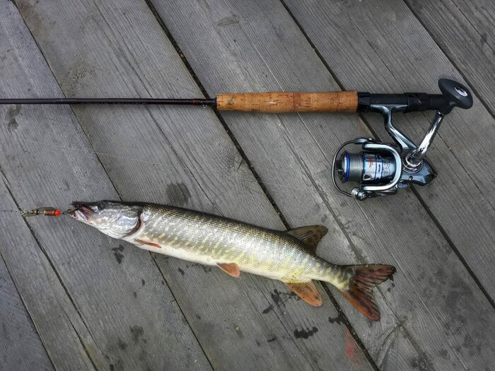 Байкальская щучка пойманная автором статьи на традиционную русскую уху
